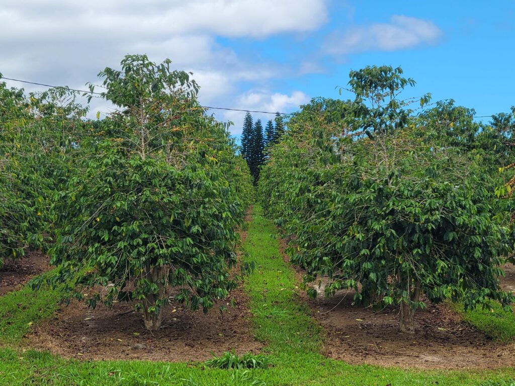 カウコーヒーミルの農園