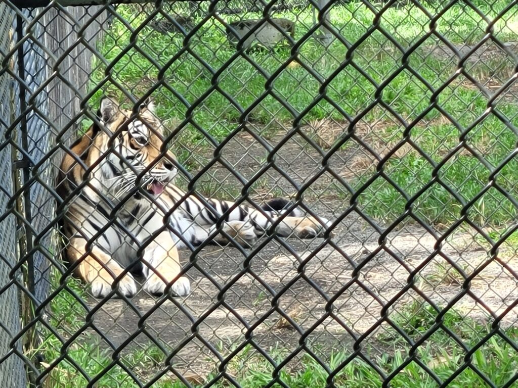 ヒロ動物園のトラ