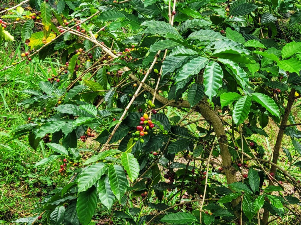 ハラツリーのコナコーヒーの木